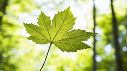 A single leaf in focus amidst a tranquil forest, sunlight weaving through trees, evoking harmony and natural beauty.