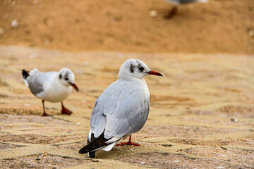 seagull on the beach