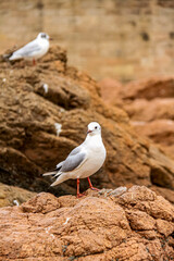 seagull on the beach