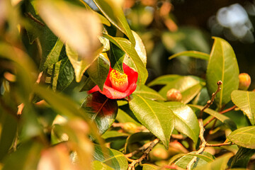 Ancient tea tree flowers