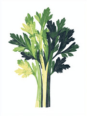 Celery illustration