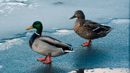 ducks in the water