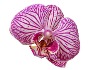 Orchidea. Storczyk. PNG. © Janusz Lipiński