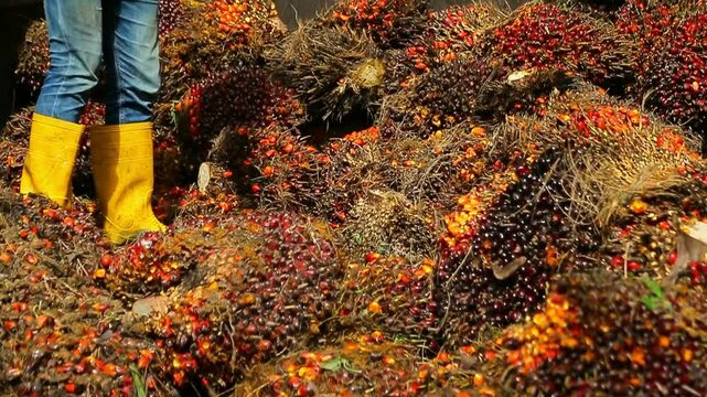 Oil palm fruits are collected for industrial production