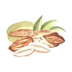 Almond nuts kernel with skin and leaves. Hand drawn watercolor illustration. Natural organic food, healthy eating. Ingredient for cooking or backery, spice and seasoning. Clipart for food design, menu