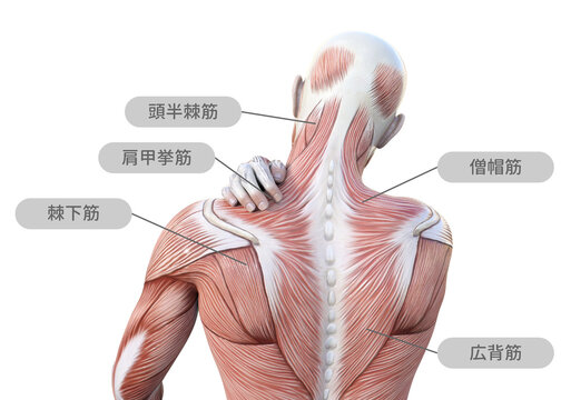 肩こりで肩を押さえる人体解剖図の男性と筋肉の部位の名称 上半身後ろ姿