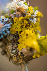 Tree Bark with Vibrant Yellow Lichen and White Fungal Growth in Natural Habitat. Extreme close-up reveals the complex textures and colors of this fascinating forest ecosystem microhabitat