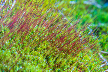 Vibrant Moss with Reddish Sporophytes in Macro Photography. Close-up of bryophyte showing the delicate structures of this forest floor vegetation.