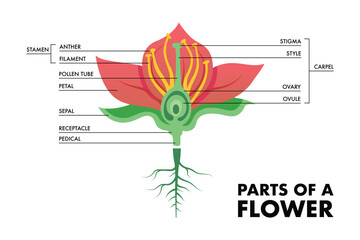 Parts of a flower colored vector illustration