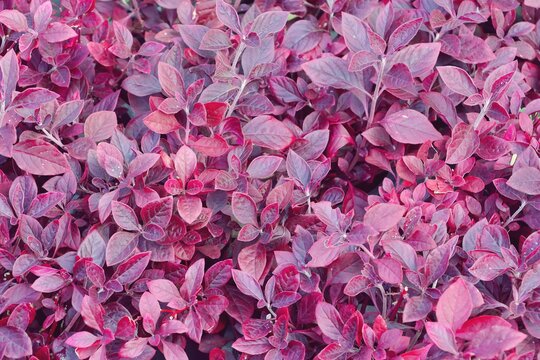 Aerva sanguinolenta bush purple leaves pattern background