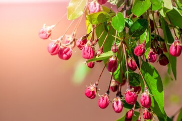 Delicate crabapple blossoms, tightly closed, hang like jewels, promising spring's vibrant display.