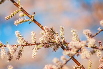 A tiny fly rests on the delicate pink blossoms of a salt cedar branch under the sun.