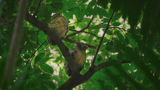 A pair of buffy fish owl (Ketupa ketupu) resting on a tree branch during daylight, protected by tree shades