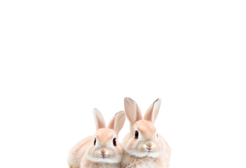 two rabbits isolated on transparent background with clipping path.