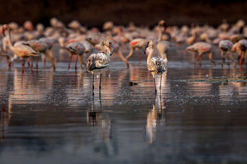 Lesser flamingoes at high tide in the water , TS Chanakya, Mumbai, India