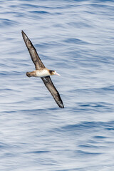 Short-tailed Albatross, Phoebastria albatrus