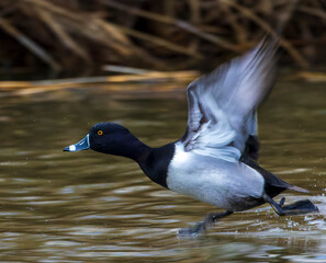 Ring-necked Duck, Aythya collaris