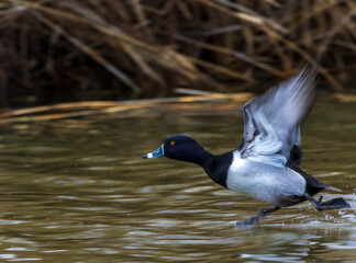 Ring-necked Duck, Aythya collaris