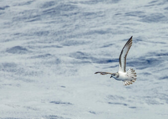 Black-winged Petrel, Pterodroma nigripennis