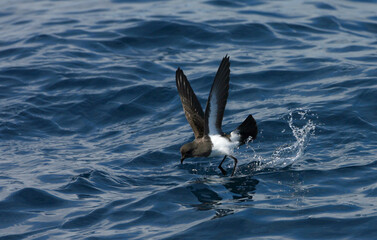 Gough Black-bellied Storm-Petrel, Fregetta tropica melanoleuca