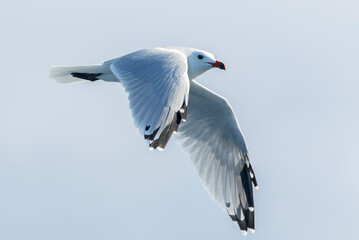 Audouin's Gull, Ichthyaetus audouinii