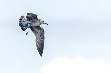 Audouin's Gull, Ichthyaetus audouinii