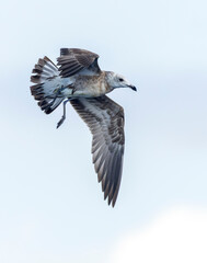 Audouin's Gull, Ichthyaetus audouinii