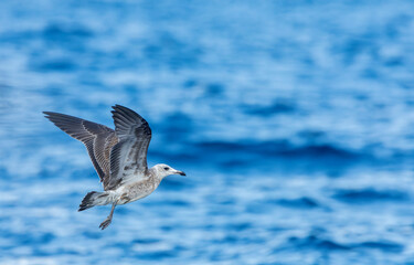 Audouin's Gull, Ichthyaetus audouinii