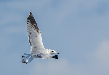 Audouin's Gull, Ichthyaetus audouinii