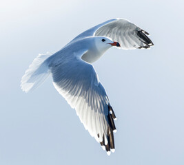 Audouin's Gull, Ichthyaetus audouinii