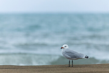 Audouin's Gull, Ichthyaetus audouinii