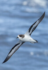 Bermuda Petrel, Pterodroma cahow