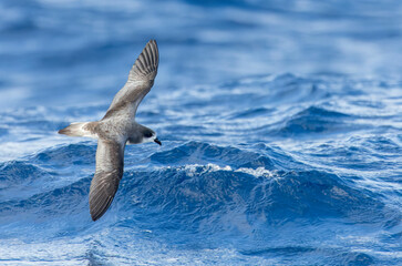 Bermuda Petrel, Pterodroma cahow