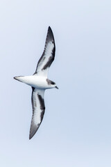 Bermuda Petrel, Pterodroma cahow