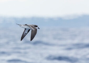 Bermuda Petrel, Pterodroma cahow