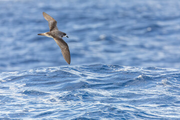 Bermuda Petrel, Pterodroma cahow