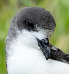 Bermuda Petrel, Pterodroma cahow