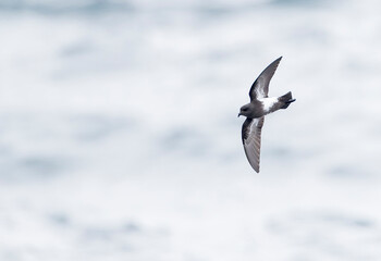 Black-bellied Storm Petrel, Fregetta tropica