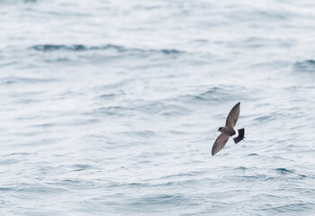 Black-bellied Storm Petrel, Fregetta tropica