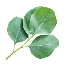 Obraz premium Fresh Eucalyptus Leaf with Natural Texture, Isolated on transparent background 