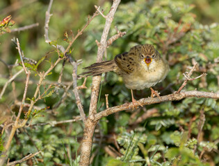 Common Grasshopper Warbler, Locustella naevia