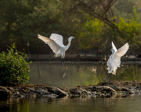Little white egret (a species of small heron) fighting over space in early morning, TS Chanakya, Mumbai, Maharashtra, India 