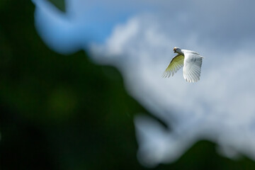 Solomons Cockatoo, Cacatua ducorpsii