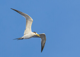 Great Crested Tern, Thalasseus bergii cristatus
