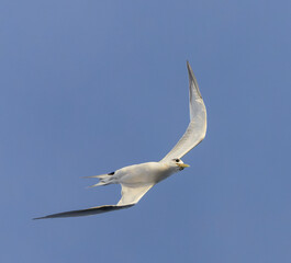 Great Crested Tern, Thalasseus bergii cristatus