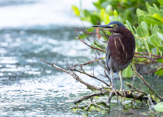 Green Heron, Butorides virescens