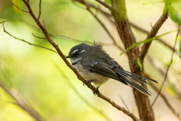 Norflok Island Grey Fantail, Rhipidura albiscapa pelzelni