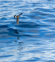 Mediterranean Storm Petrel, Hydrobates pelagicus melitensis