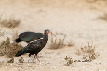 Northern Bald Ibis, Geronticus eremita