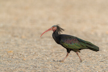 Northern Bald Ibis, Geronticus eremita